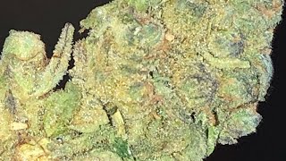 Kush Mints strain review *re-done*