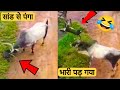 सांड से पंगा भारी पड़ गया | Animals funny videos | Funniest Animals Compilation