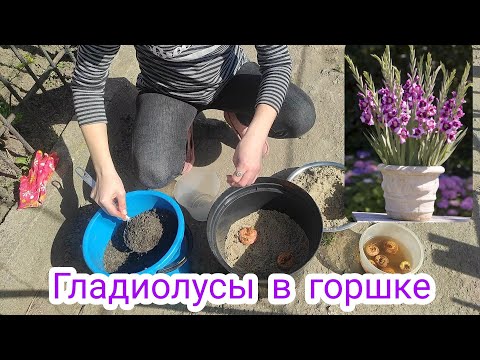 Video: Гладиолусту өстүрүү оңойбу?