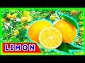 Limon yetishtirish