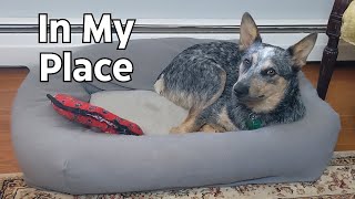 The Place Command  Positive Reinforcement Training with Bunji the Blue Heeler