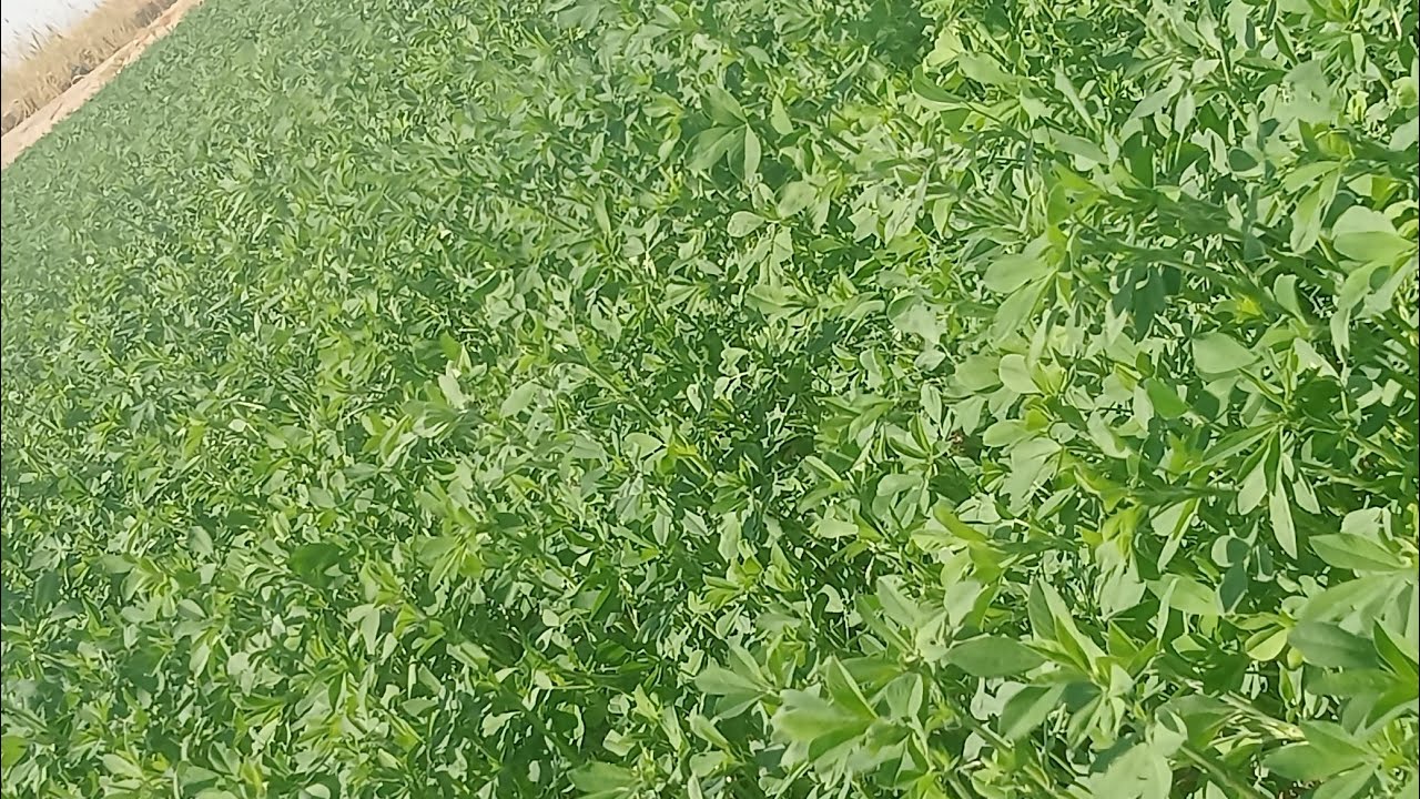 اجمل.... العروض والله  للبيع... 10... لقطه👌