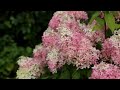 Hydrangea paniculata living royal flower