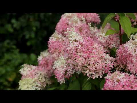 Гортензія волотиста Living Royal Flower 2 річна, Гортензія волотиста Роял Флауер, Hydrangea paniculata, видео 1