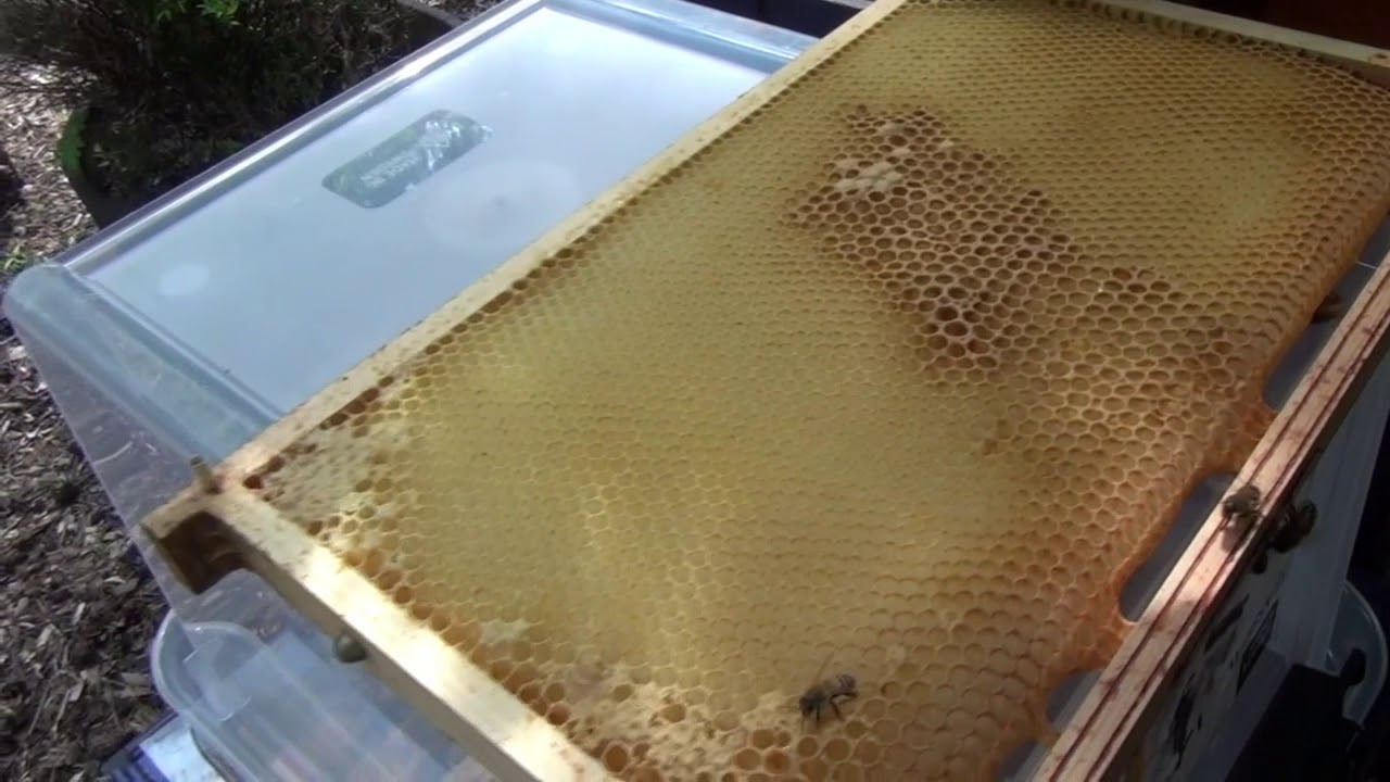 Enkel drottningodling med T metoden