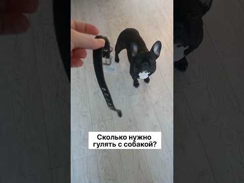 Как часто нужно гулять с собакой? И сколько должны длиться прогулки?