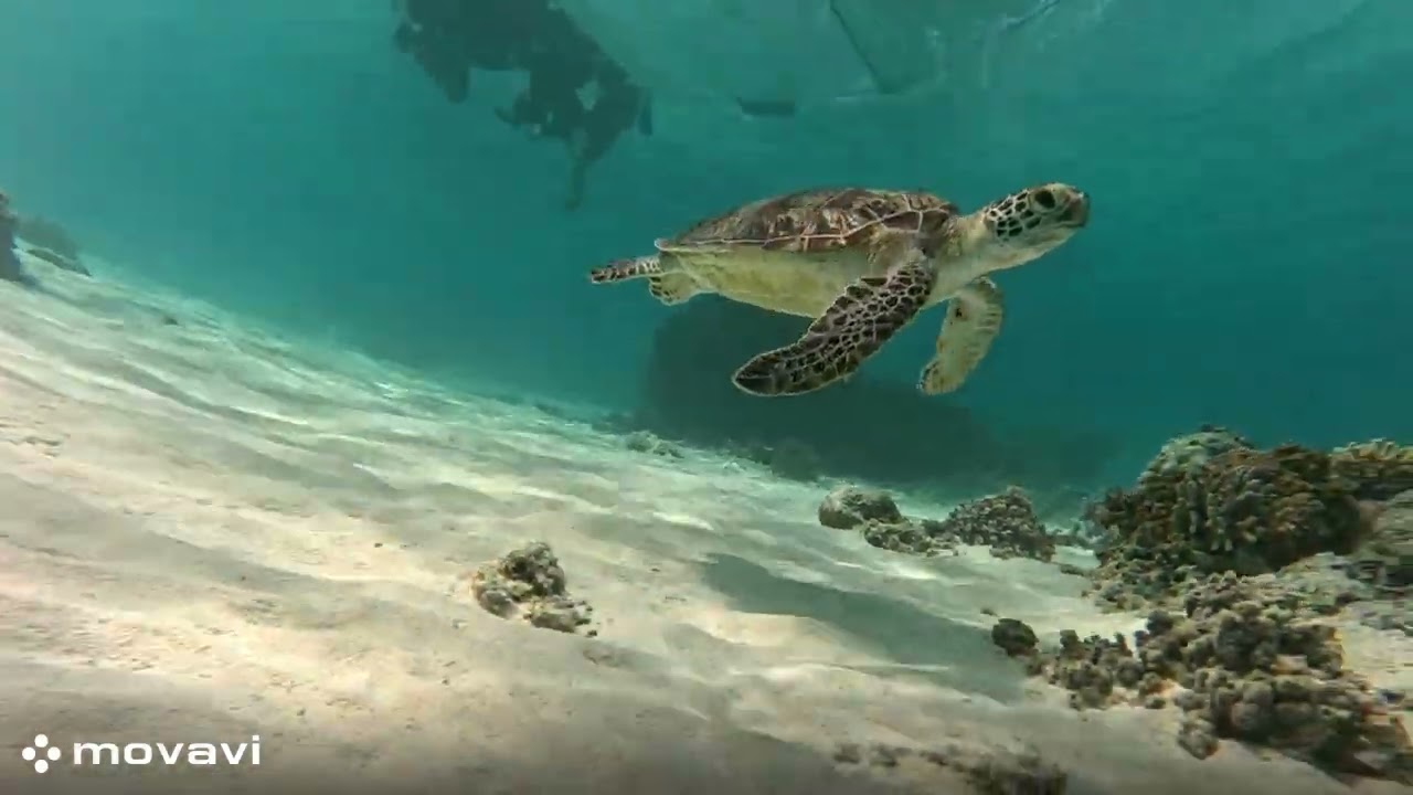 すべての動画