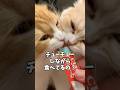 ã¡ã
ãŒãã奪ãåãåç«å
åŒã坿ãããããããšããã#Shorts