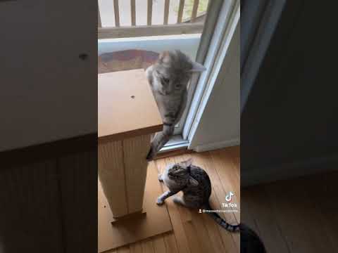 Video: Egyptian Mau Cat Yug Hypoallergenic, Noj Qab Haus Huv Thiab Lub Neej Span