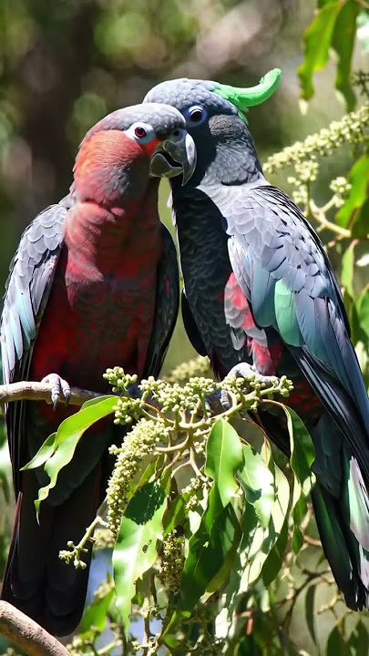 Cinta yang indah dan romantis dari burung beo dada merah kue daripada pai🤗❤️