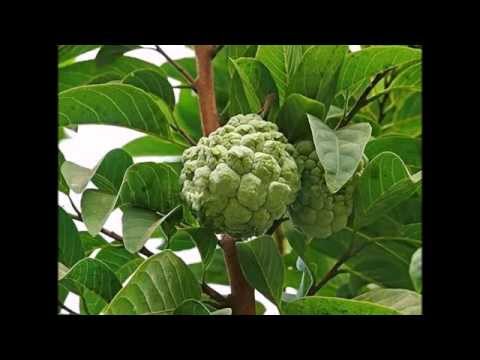 Video: Annona