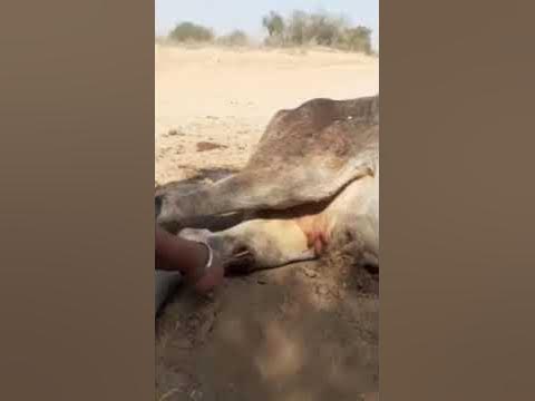 Animal rescue by animal ngo team - 908 | Animal ngo | cow 