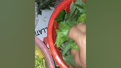 món ngon từ lá đu đủ cà dại hoa trắng (cà quánh)