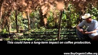 How Does the Strong Dollar Affect Coffee Growers?