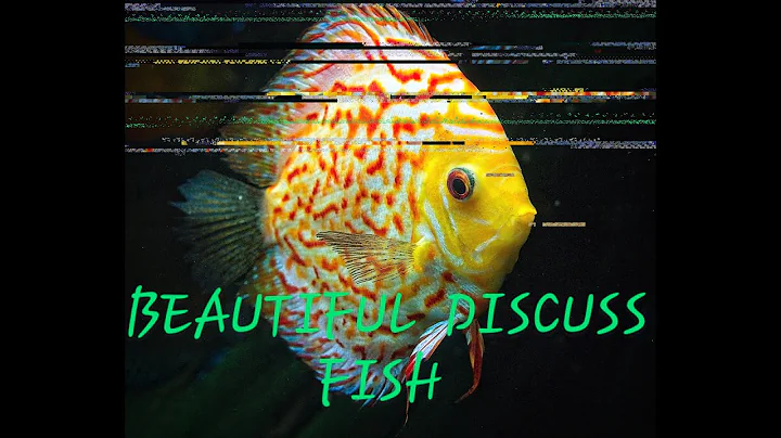 Watch the video about Most expensive beautiful discuss fish and asian cat fish(Cared by Sk Sabir Box)