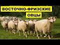 Разведение Восточно-фризской породы овец как бизнес идея | Овцеводство | Восточно-фризские Овцы