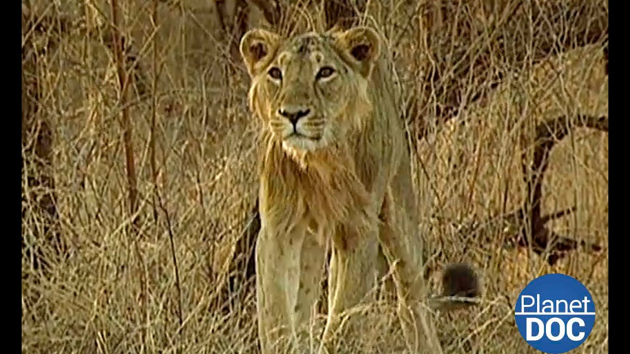 Herencia acumulada de vida en nuestro Planeta: Alma Viajera, capítulo 1 (DOCUMENTAL COMPLETO)
