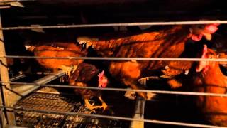 Enquête Poules pondeuses en cage, France 2015