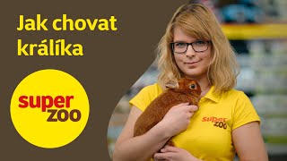 Jak chovat králíka | Super zoo