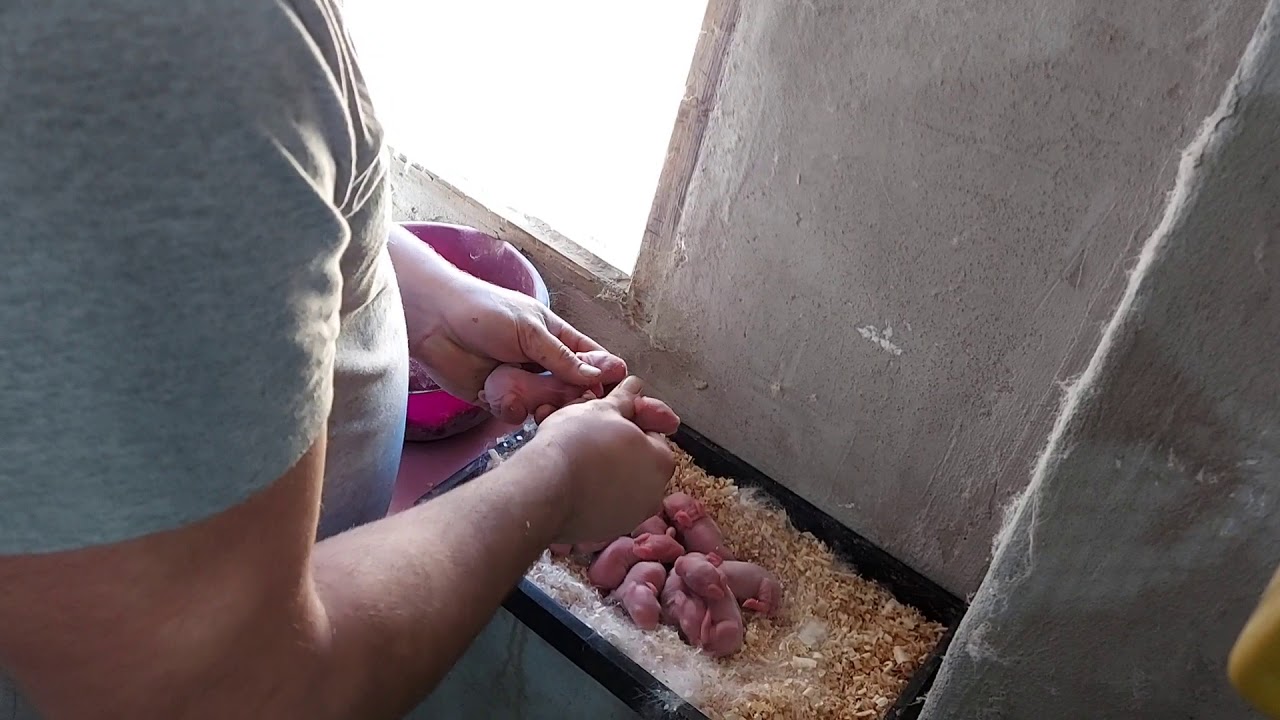 IZJEDNAČAVANJE LEGLA  (Šta je važno znati)