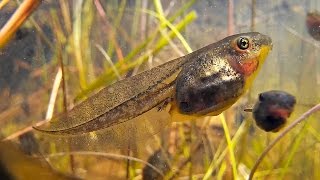Brown Tree Frog (Litoria ewingii) tadpoles