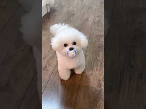 Lovely dog with baby dummy #shorts