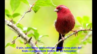 FURKAN-(FURKÂN)-SURESİ-Ebubekir Şatiri-Abu Bakr Al Shatri