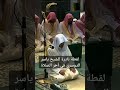 لقطة مميزة للشيخ ياسر الدوسري أثناء التحيات في صلاة التروايح 20 رمضان 1445ه ياسر الدوسري 