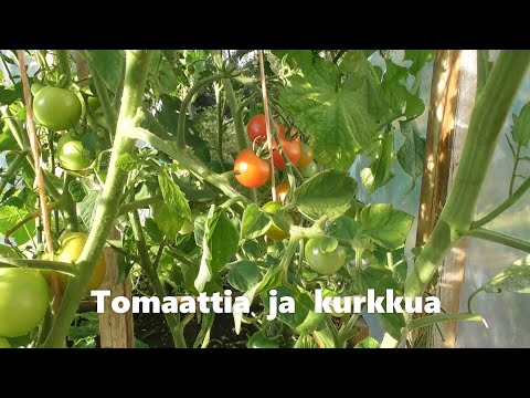 Video: Varhaisten Kurkkujen Ja Tomaattien Kasvattaminen Ikkunalaudalla