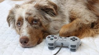 Dog Plays a Video Game | Pekka the Australian Shepherd by Haukkumo 762 views 5 years ago 1 minute, 38 seconds