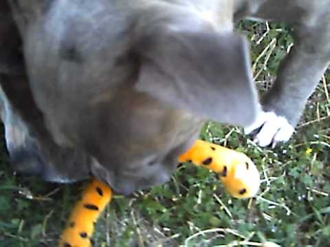 PIT BULLS ATTACK CHESTER CHEETAH