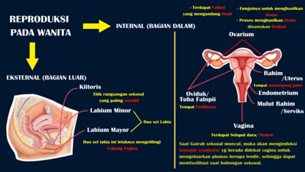 SISTEM REPRODUKSI PADA MANUSIA  YouTube
