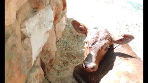 Working the cattle at DBP Oct 25