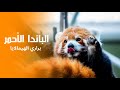 الباندا الأحمر كنز غابات الهيمالايا العربية الوثائقية 