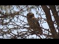 Athene cunicularia &quot;lechuza de los arenales&quot;