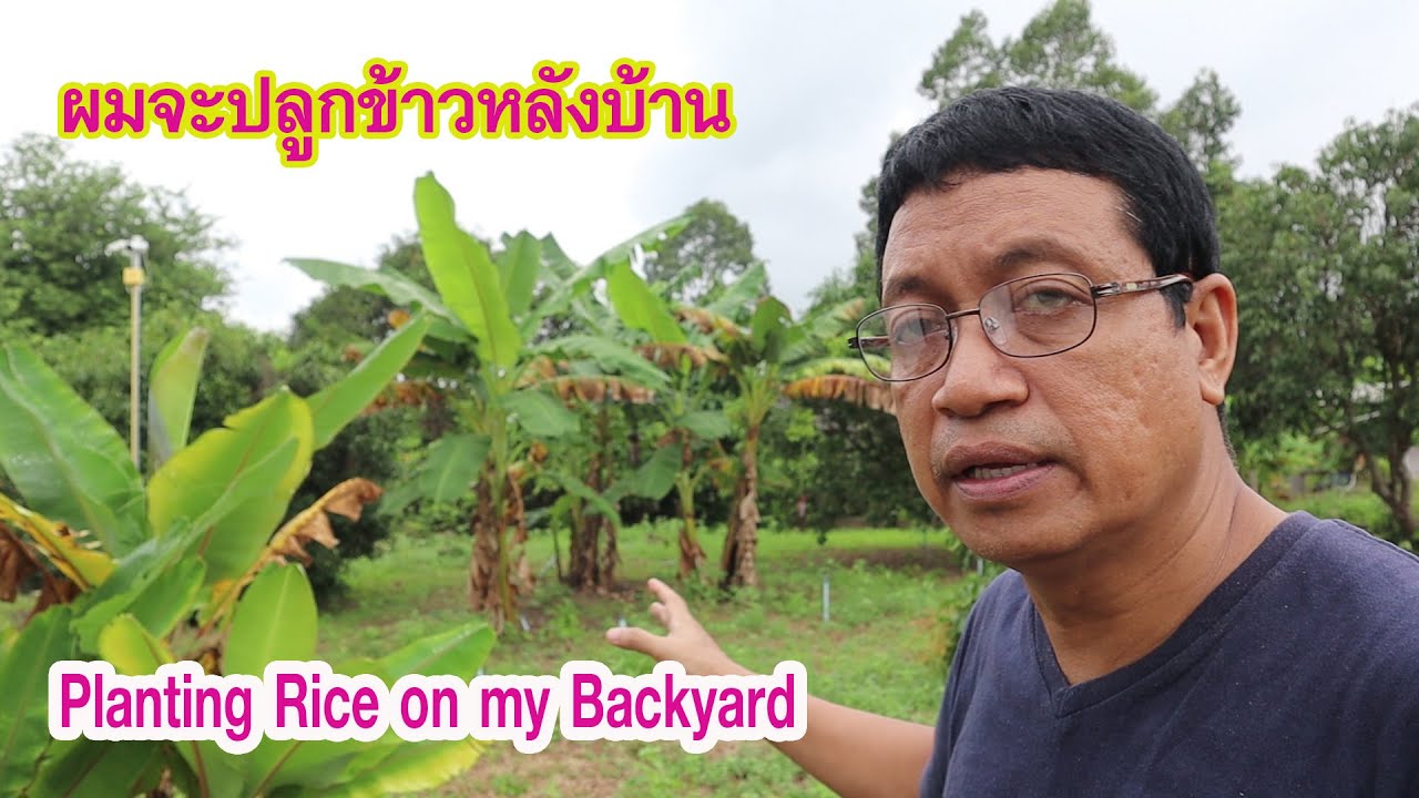 ปลูกข้าวในสวนหลังบ้าน (Planting Rice on my backyard)