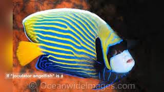 Joculator Angelfish.