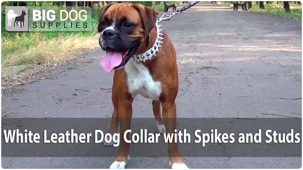 boxer dog collar