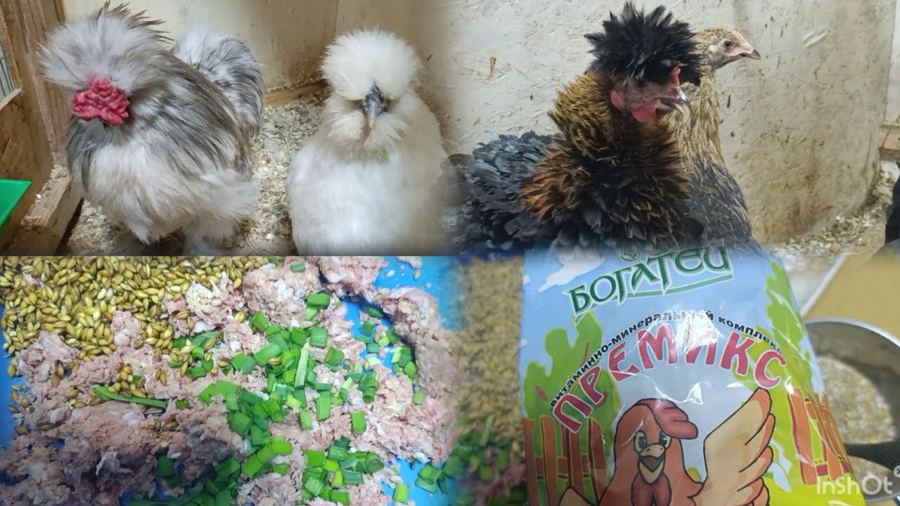 Новая добавка в рационе у кур.🐔🐓👍