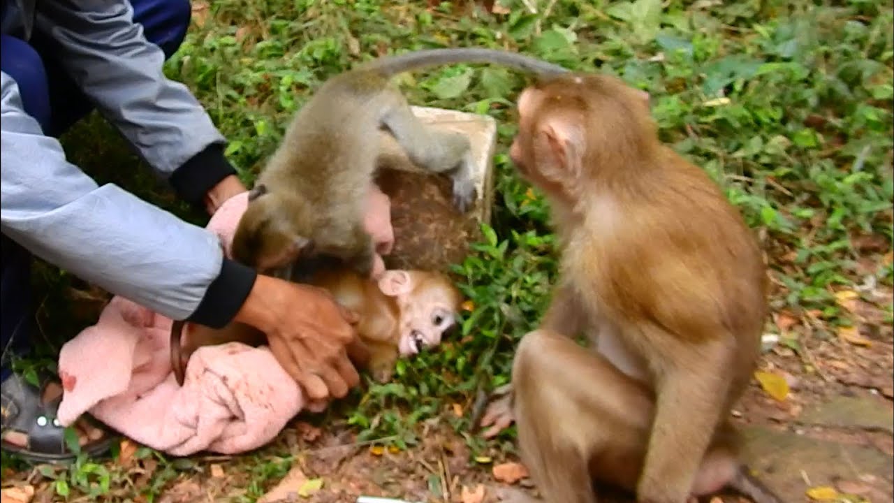 New abandoned monkey we name Rico now my team helps him