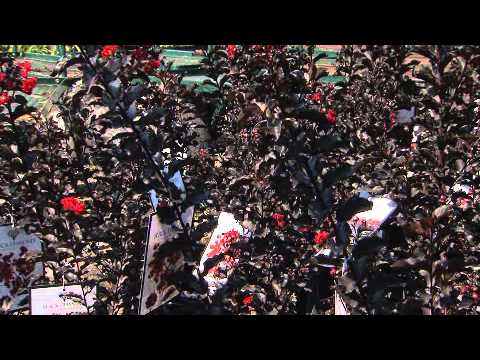 Black Diamond Crape Myrtle - YouTube