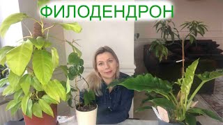 ФИЛОДЕНДРОН | ОСОБЕННОСТИ ВЫРАЩИВАНИЯ