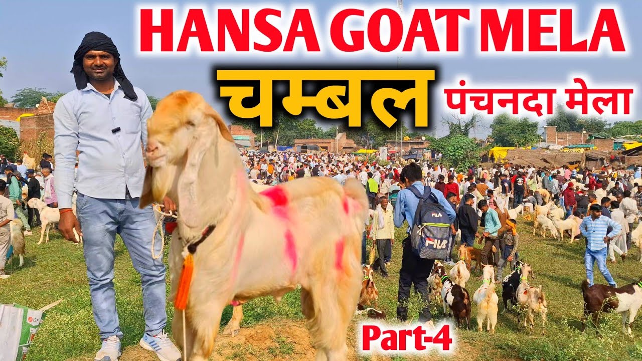 चम्बल का मेला |जमनापारी हंसा बकरो का मेला |Panchnada Mela 2025 |Panchnada goat fair Etawah 