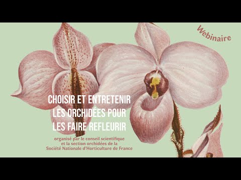 Vidéo: Gestion des ravageurs des orchidées : traiter les ravageurs courants des fleurs d'orchidées