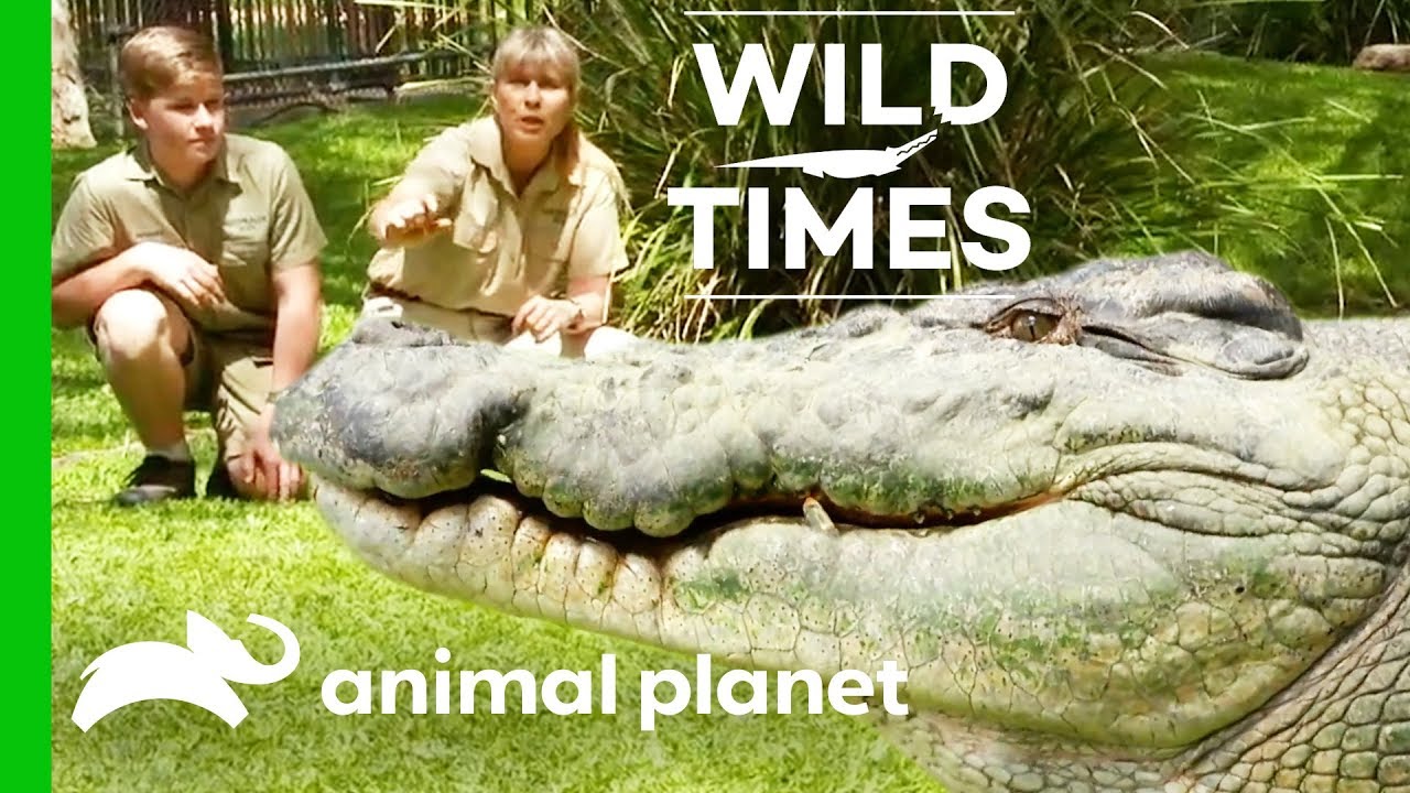 Our Old Friend the Crocodile | Wild Times - YouTube