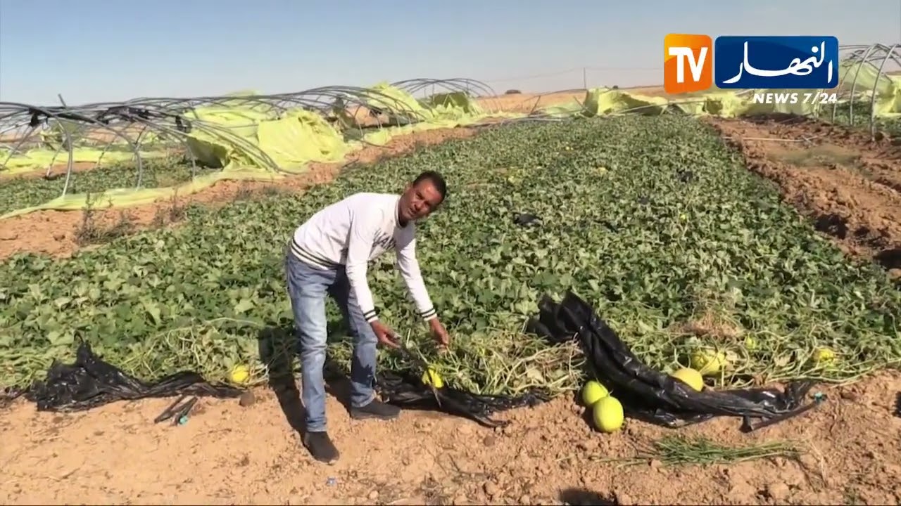 خنشلة: الرياح تتلف البيوت البلاستيكية وتكبد الفلاحين خسائر فادحة