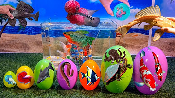 Tổng hợp video cá cảnh đẹp, động vật dễ thương, ếch đủ màu, ba ba, kỳ nhông axolotl, cá koi