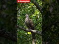 El pájaro que te ENGAÑA 🐦
