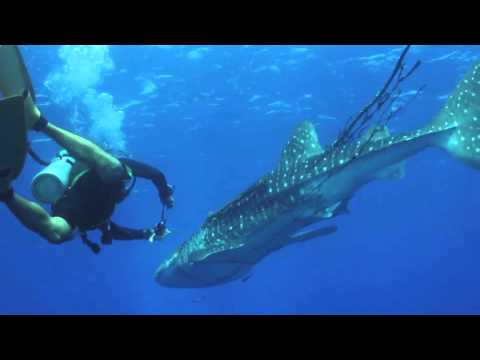 Whale Shark Rescue on the 24 - 02 - 2014 at Koh Tachai Pinnacle in Thailand