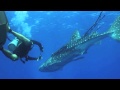 Whale Shark Rescue on the  24 - 02 - 2014 at Koh Tachai Pinnacle in Thailand